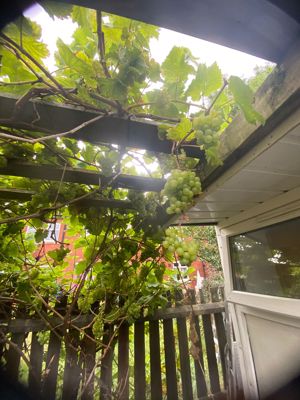 Greenhouse- click for photo gallery